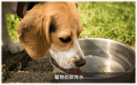 復(fù)合生物酶在寵物除臭領(lǐng)域有哪些應(yīng)用？不止是除臭液這么簡單